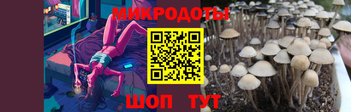 Зерноград  Галлюциногенные грибы Cubensis  Вход с VPN 